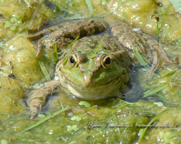 Groene-Kikker