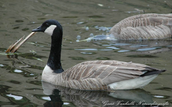 Canadese gans