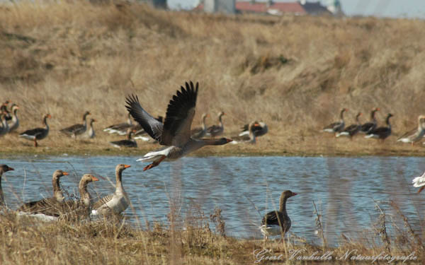 Grauwe gans 2