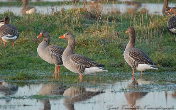 Grauwe gans 3