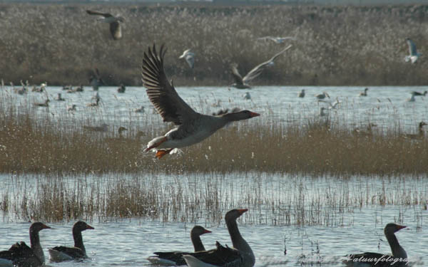 Grauwe gans