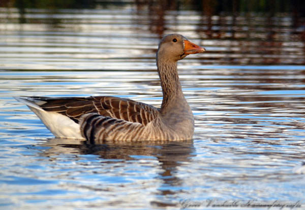 Grauwe-Gans2