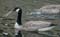 Canadese gans