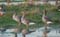 Grauwe gans 3