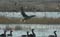 Grauwe gans