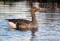 Grauwe-Gans2
