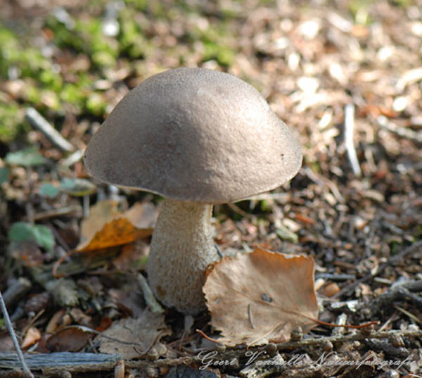 Berkenboleet
