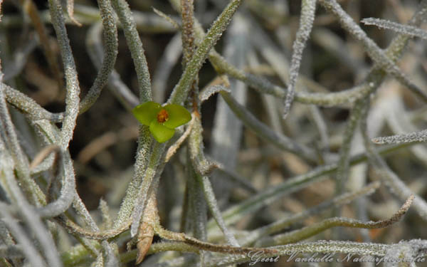 Bloempje van Tillandsia usnoides