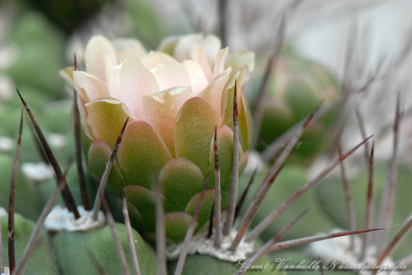 Cactusbloem
