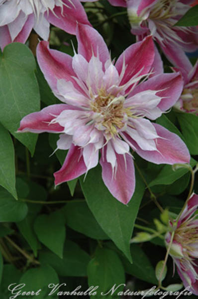 Clematis