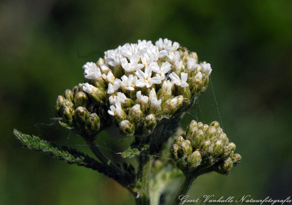 Duizendblad