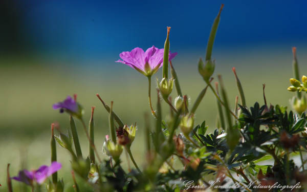 Geranium
