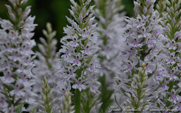 Gevlekte orchis