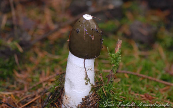 Grote stinkzwam 2