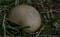 Bovist