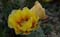 Cactusbloem ( Opuntia )