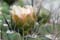 Cactusbloem