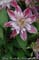 Clematis