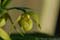 Cypripedium 2