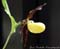 Cypripedium calceolus