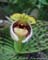 Cypripedium