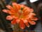 Echinocereusbloem-(cactus)