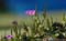 Geranium