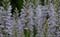 Gevlekte orchis