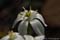 flora69