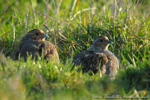 Patrijsjes-in-de-morgenzon