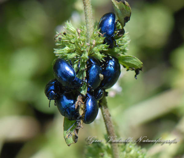 Blauw-Munthaantje