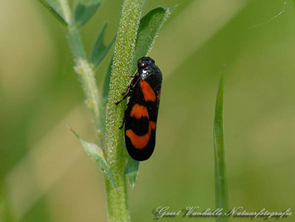 Bloedcicade