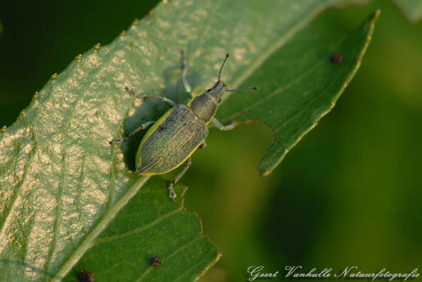 Chorophanus viridis
