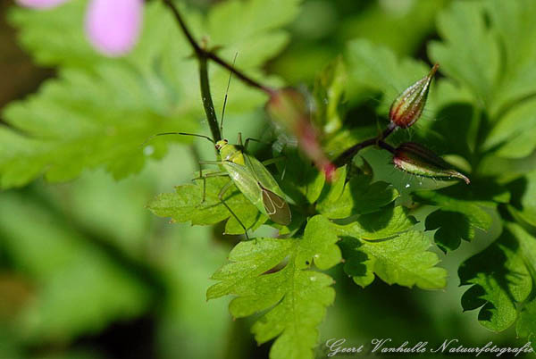 Groene-appelwants