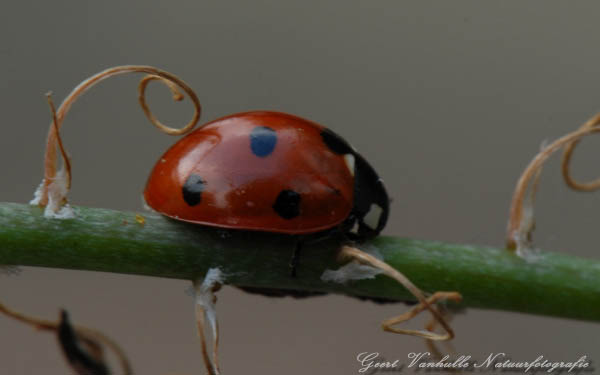 Lieveheersbeestje 2
