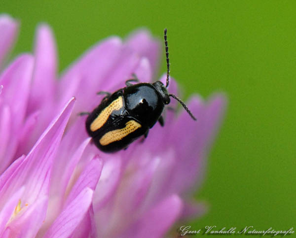 Phyllotreta-undulata