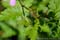 Groene-appelwants