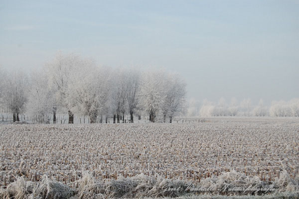 Beverhoutsveld2