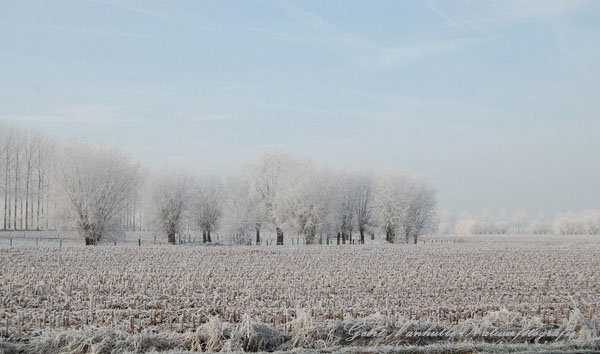Beverhoutsveld3
