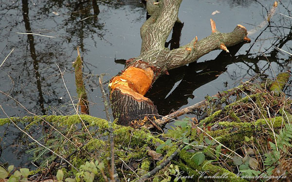Knaagwerk van de bever