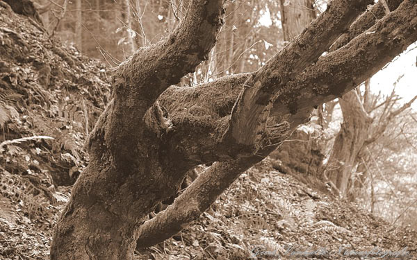 Knoestige haagbeuk