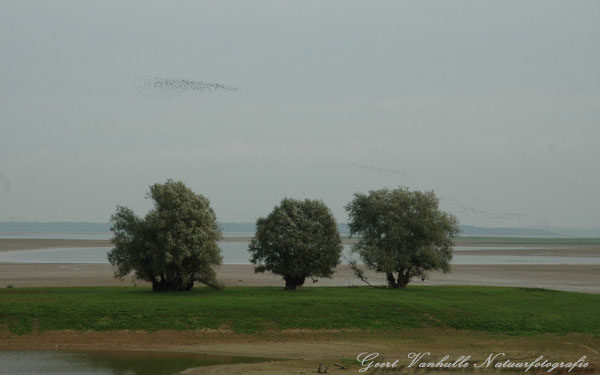 Lac du Der 4