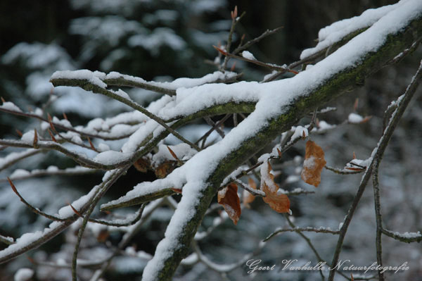 WinterArdennen