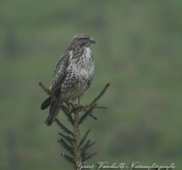 Buizerd10