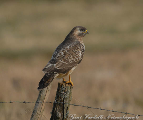 Buizerd14