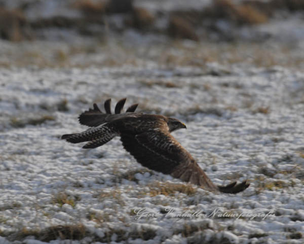 Buizerd17