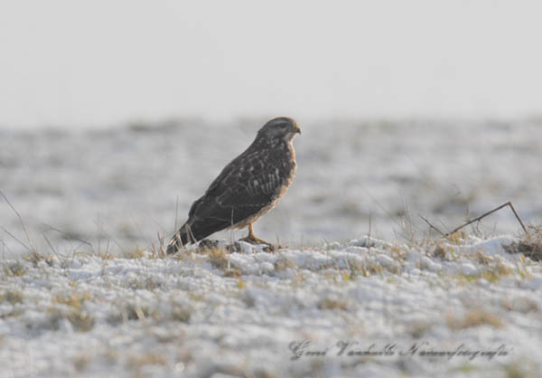 Buizerd18