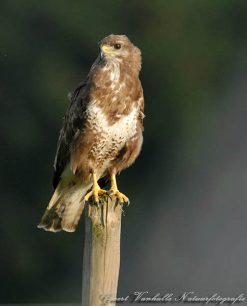 Buizerd2