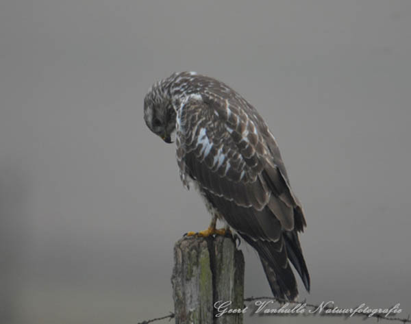 Buizerd4
