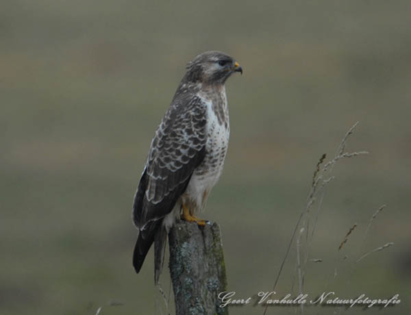 Buizerd6